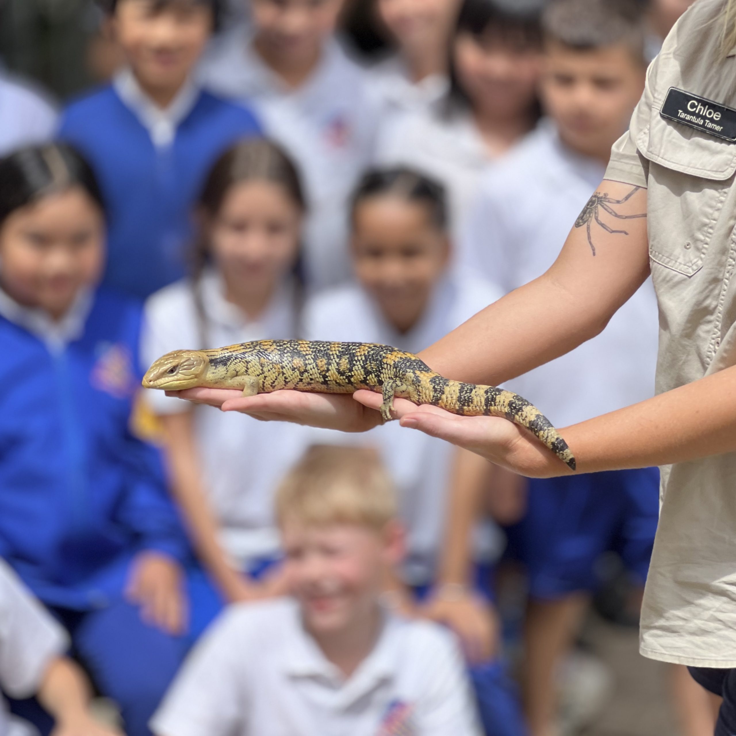 Blue Tongue Lizard (1)