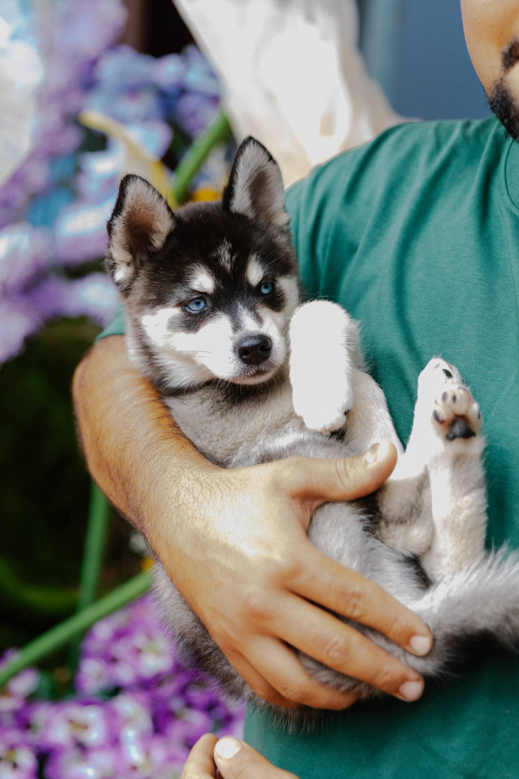 Puppy Playtime at The Grounds of Alexandria